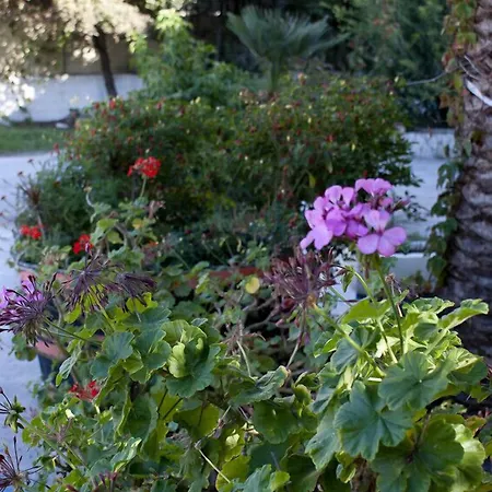 Hotel Anetis Tsilivi (Zakynthos)